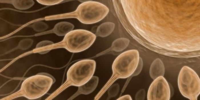 Paternal Sperm May Hold Clues to Autism