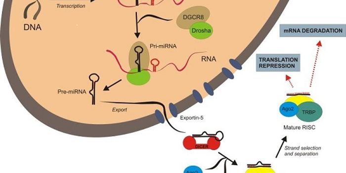 Study Almost Triples Locations in Human Genome That Harbor microRNAs