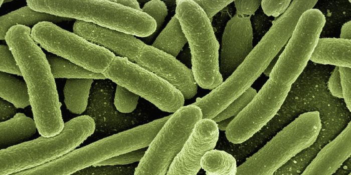 Bacteria may be to Blame for Diseases of Chronic Inflammation