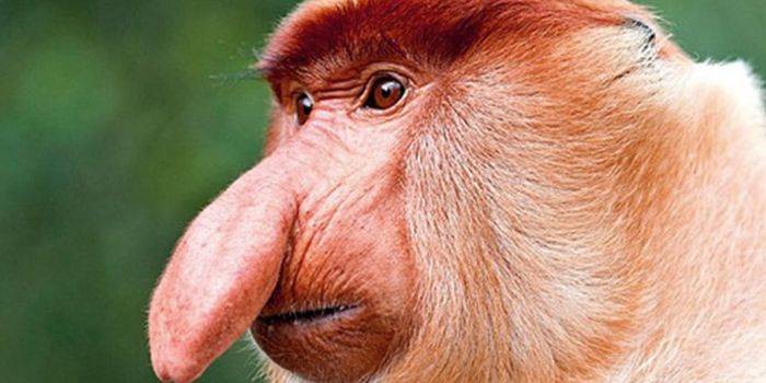 Ten of the Weirdest Looking Animals You Might Have Ever Seen