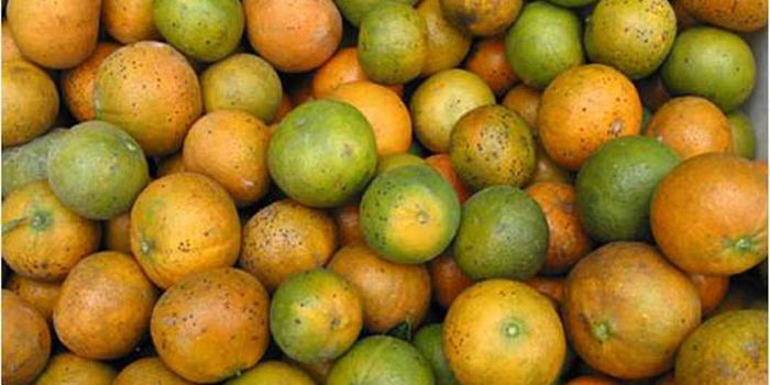 Florida Growers Fight for Time as Oranges Turn Green