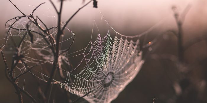 Engineering Silk into Medical Devices