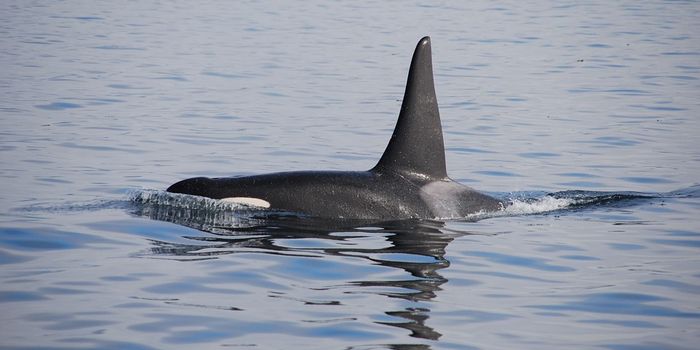 Male Killer Whales Forage More Than Females, but Success Isn't Always Guaranteed