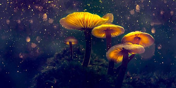 How Magic Mushrooms Restructure the Brain