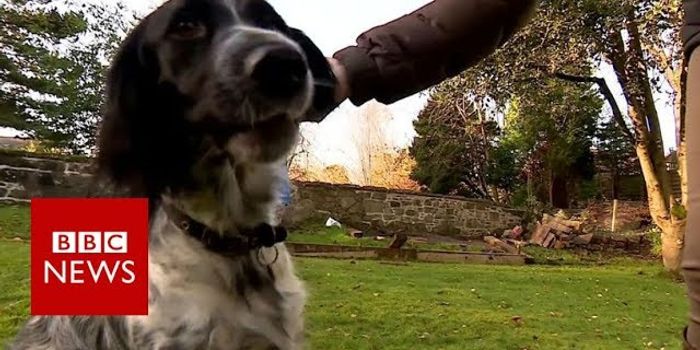 Dog's Broken Leg Mended With Lab-Grown Bone