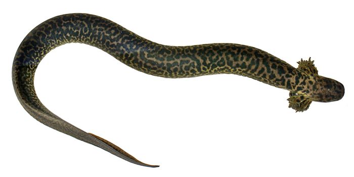 New Aquatic Salamander Species Described in New Study
