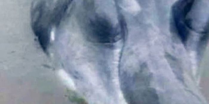 Fisherman Nets in Strange Creature From China's Oceans