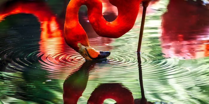 Flamingos Save Energy by Balancing On One Leg