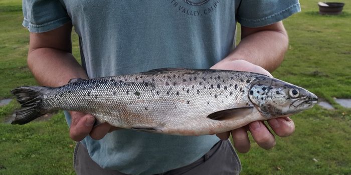 Even Land-Locked Atlantic Salmon Use Earth's Magnetic Field to Navigate
