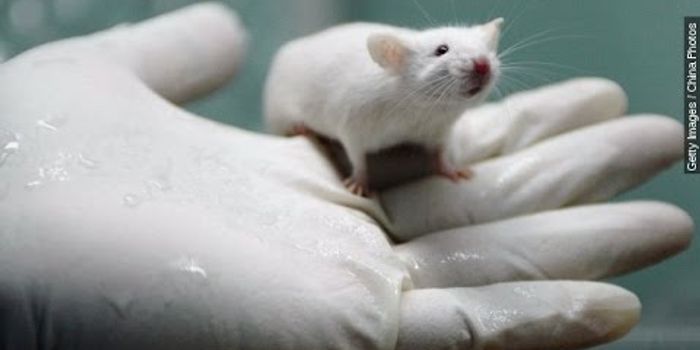 Do Rats Dream of Cheese?