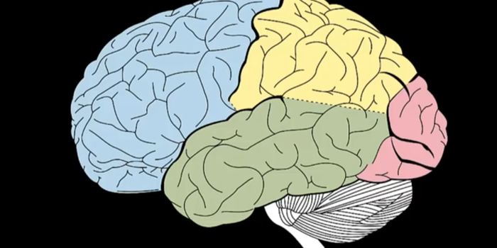 Investigating How Genetic Variants Impact the Cerebral Cortex