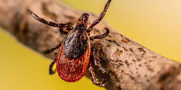 Babesiosis is Emerging in the Mid-Atlantic