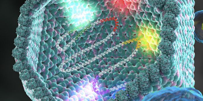 An Examination of Giant Virus Evolution