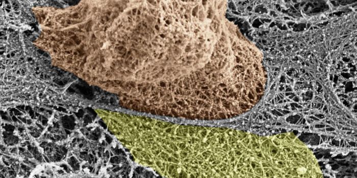 Immune Cells Poke Holes in Blood Vessels, No Harm Done