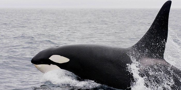 Noise Pollution Threatens Norway's Orcas