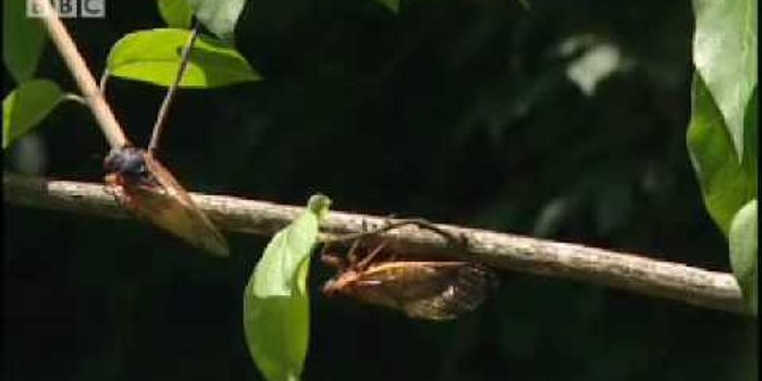 17 years underground: the life cycle of  Magicicada cicadas