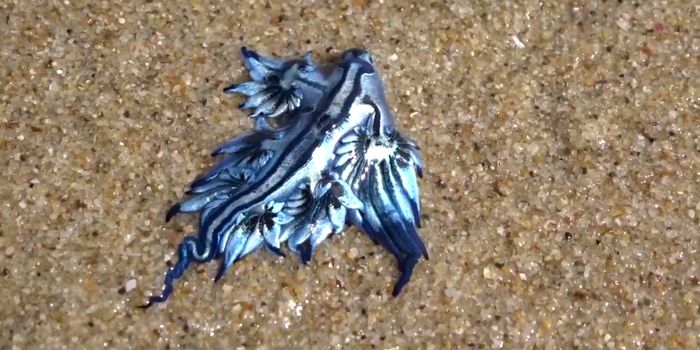 Rare Blue Dragon Washes Up on Australian Beach