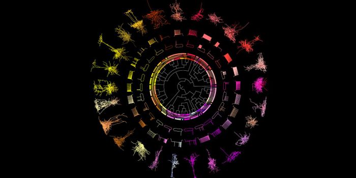 Towards a Better Characterization of Neurons