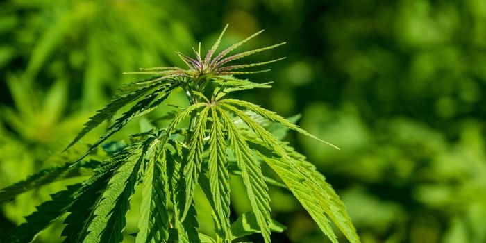 Prenatal Cannabis Linked to Poor Maternal Health