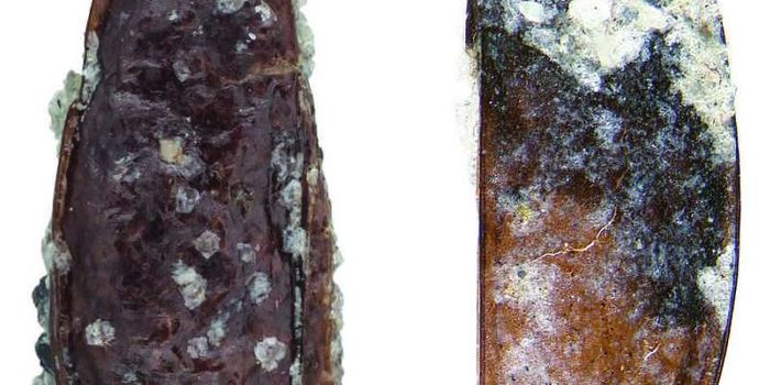 Researchers Find a Fossilized Beetle in Antarctica for the First Time