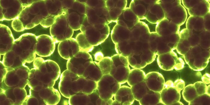 Bacteria Can Change the Behavior of Animals