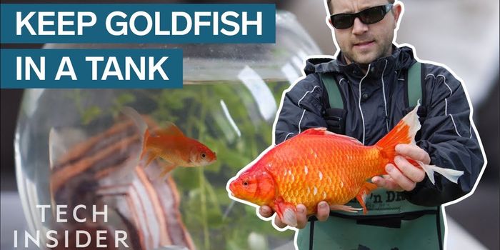 Here's Why You Should Keep Your Pet Goldfish in a Tank