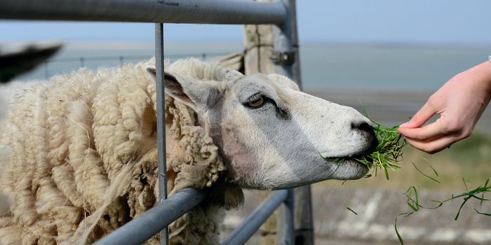 Early Allergen Exposure Shields Against Allergy Development