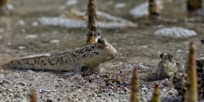 Mudskippers Aren't Like Most Fish...