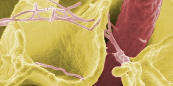 Humans & Mammals Have Very Different Skin Microbiomes