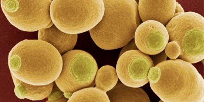 Yeast Screen Could Improve Genetic Diagnoses