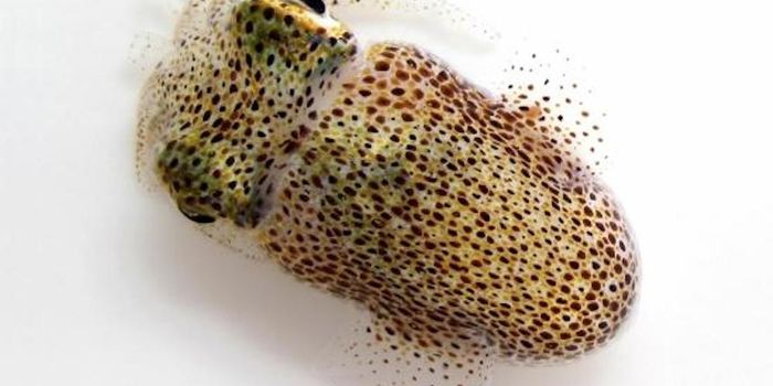 Bioluminescent Bacteria Can Change Gene Expression in Its Squid Host