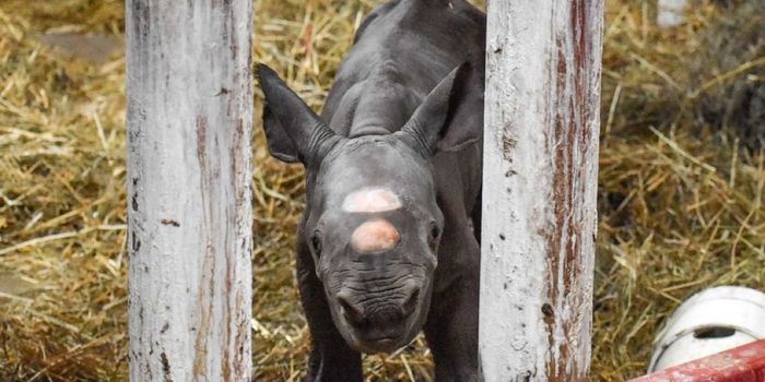 Zoo in Michigan Sees Birth of Critically Endangered Black Rhino