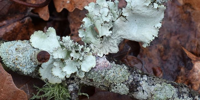 Ancient Fungi Found in Europe's Largest Impact Crater