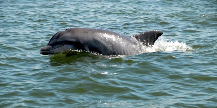 Morbillivirus in Fraser's Dolphins May Infect Other Marine Mammals