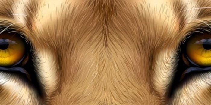 New research strengthens understanding of how animals see, and in what colors