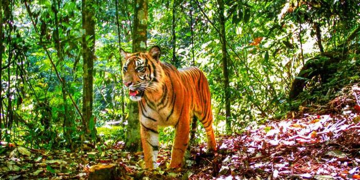 An Attempt to Get Two Critically-Endangered Sumatran Tigers to Mate Went Terribly Wrong