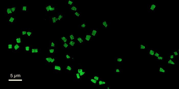 Better Know a Microbe: Haloquadratum