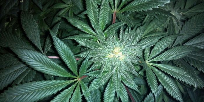 Could Cannabis Help in the Opioid Crisis?