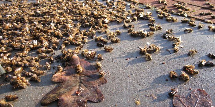 Insecticide Spray Made to Control Zika Inadvertently Kills Millions of Honey Bees