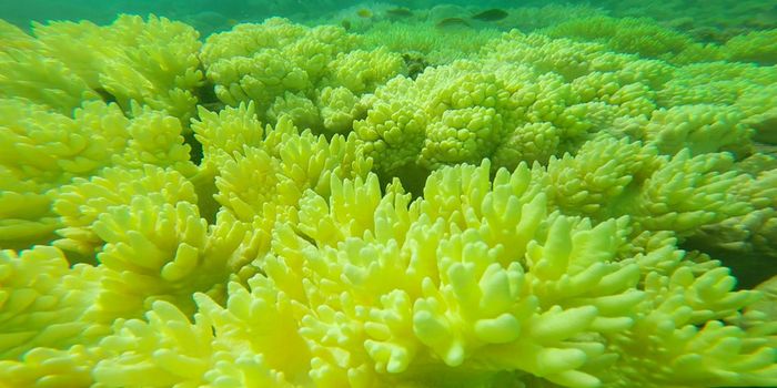 There's No Going Back: The Great Barrier Reef