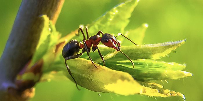 Thanks to Humans, Ants Have Totally Broken Their Geographic Boundaries