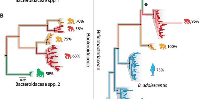 The Gut Microbiome has Co-Evolved with Humans