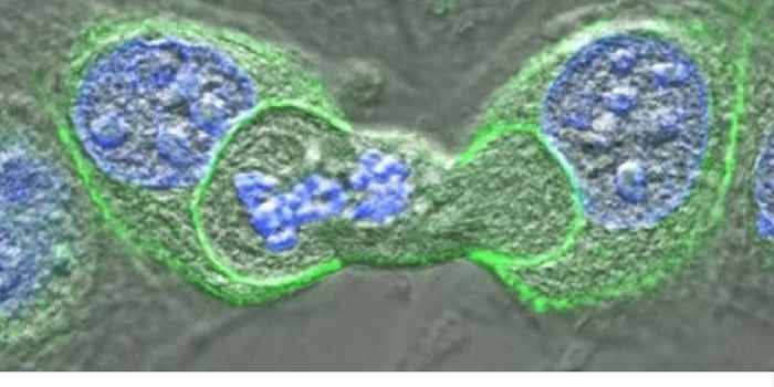 Cannibal Cells Could Slow Cancer's Growth