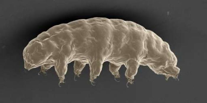 DNA is Shielded From X-Rays by 'Water Bear' Protein