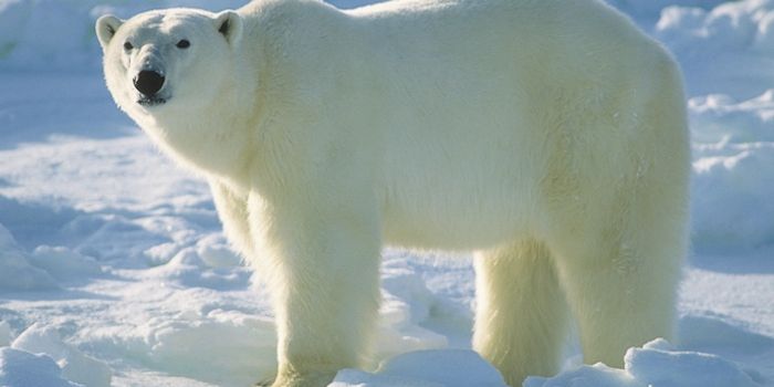 Thinning Arctic Ice Continues to Make Life Harder for Polar Bears