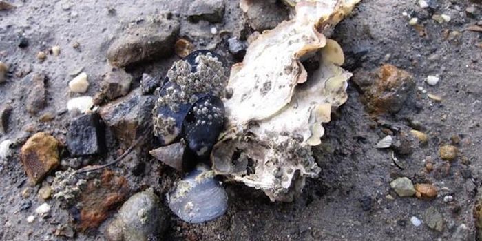 Invasive Mussels are Taking Over Australia's Coastlines