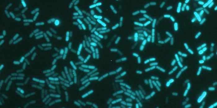 Some Bacteria Know the Time