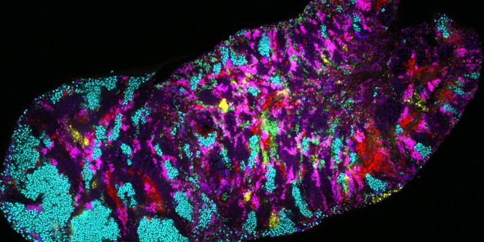 Mouth Microbes are Diverse & Distributed in a Very Specific Way