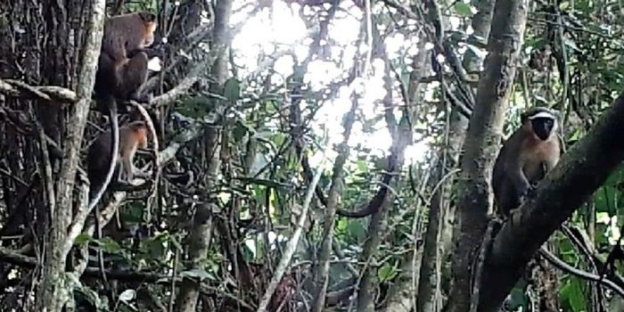 Researchers Capture Rare Footage of Dryas Monkeys in the Congo Basin Rainforest