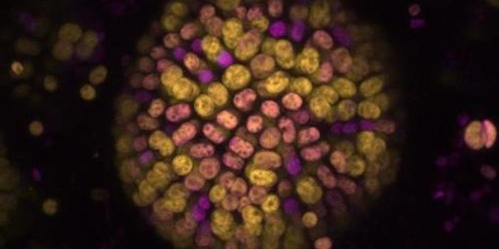 New Type of Photosynthesis is Discovered